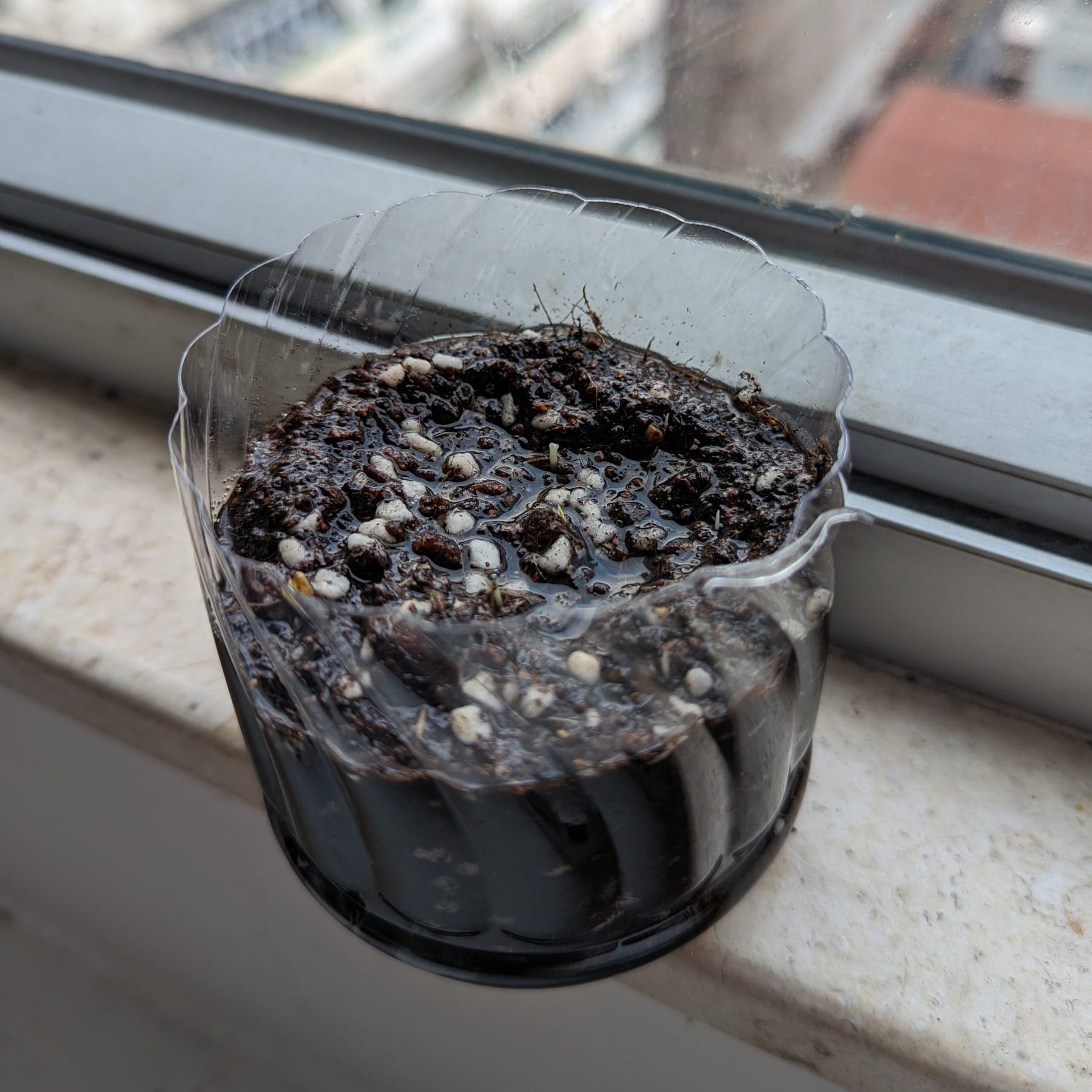 [5 Mar] Urban Rice Experiment Notes - Jeng Blog